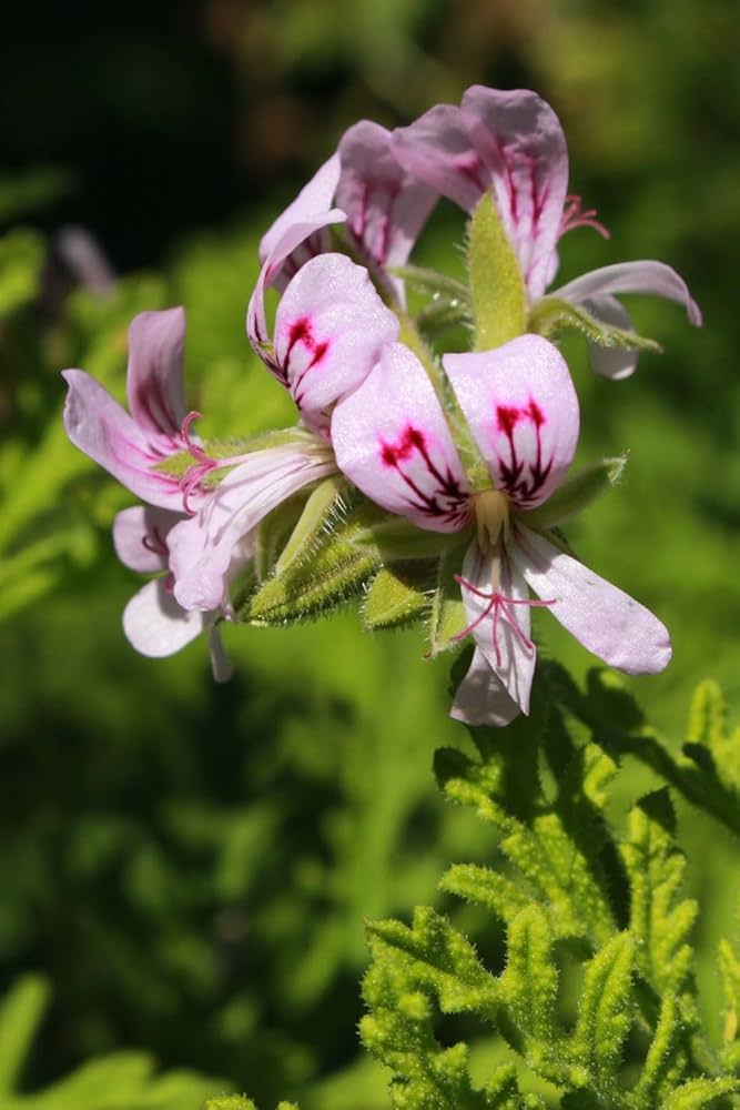 Geranium Pelargonium hortorum Seeds for Planting