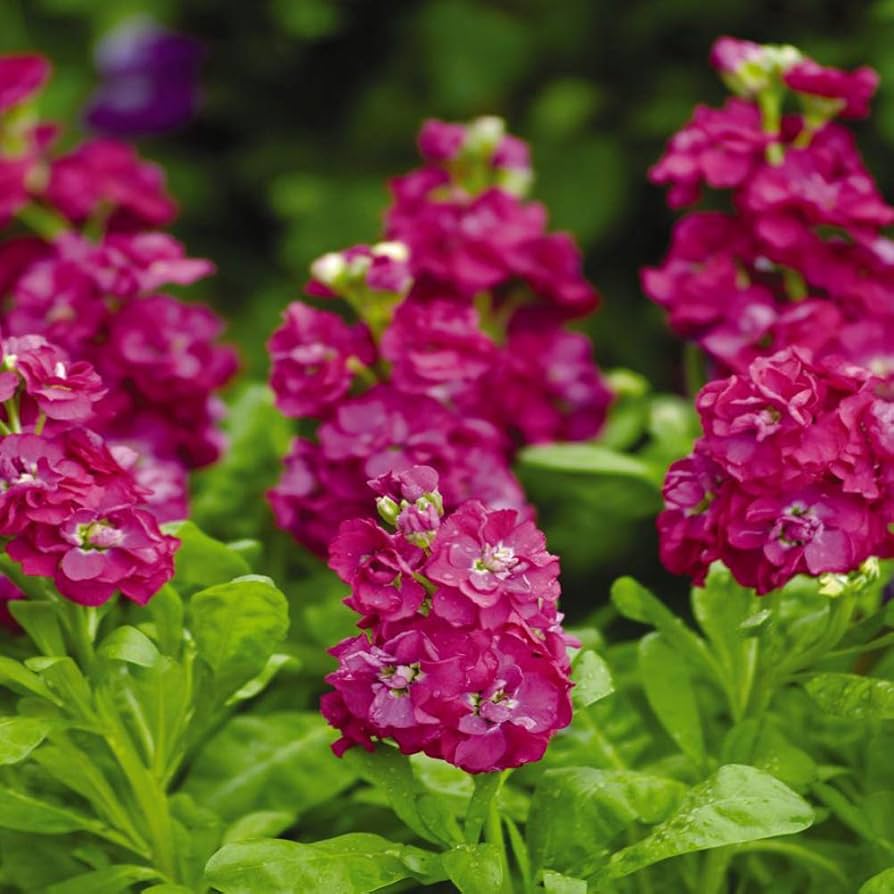 Matthiola Incana Deep Rose Seeds for Planting Spring Beds Cottage Garden