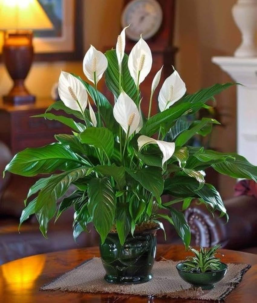 Green Spathiphyllum Flower seeds for Planting - Easy to Grow, Heirloom & GMO Free Seeds for Home Garden
