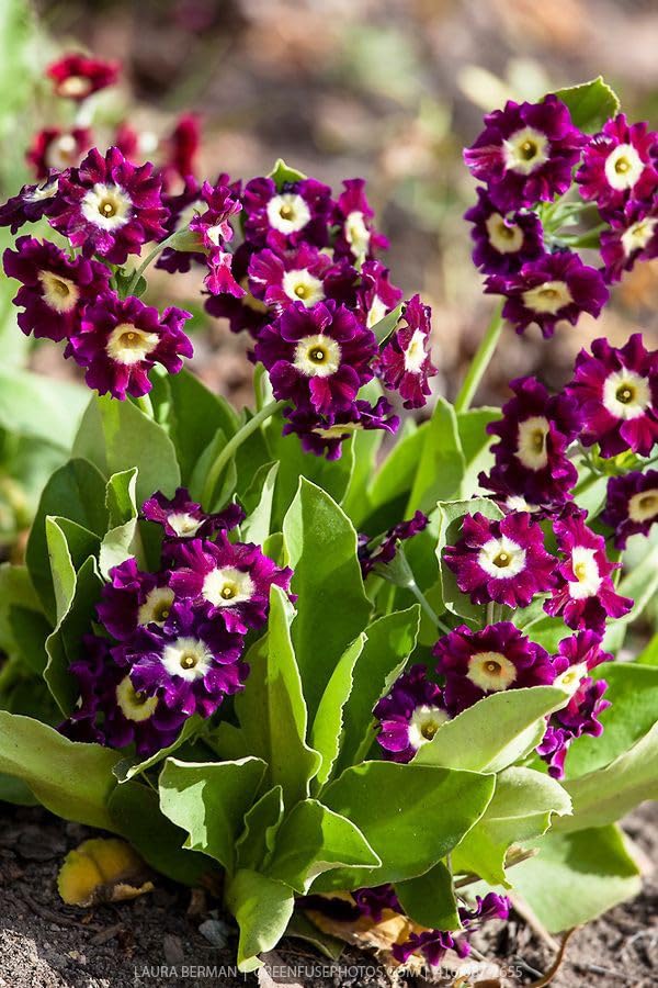 Primula Primula vulgaris Seeds for Planting - Perfect for Flower Bed & Home Garden