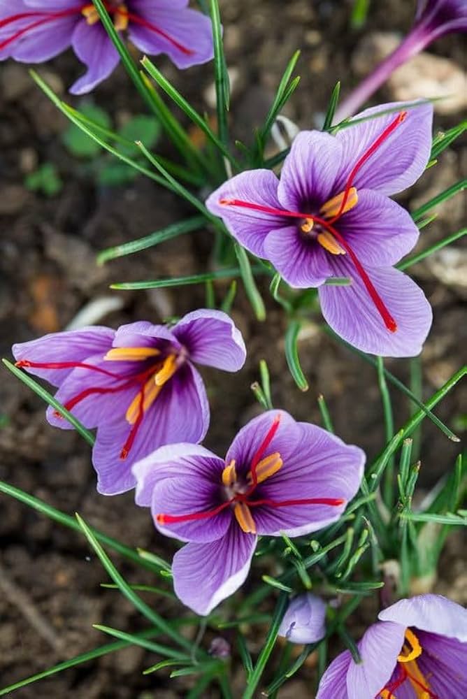 Hatsuga Saffron Crocus Mixed Flower seeds for Planting - Sun Loving, Heirloom & GMO Free Seeds for Home Garden