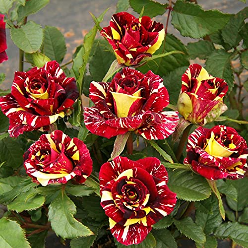 Brown Rainbow Potted Rose Flower Seeds for Planting Pollinator Friendly Heirloom & GMO Free Seeds for Home Garden
 
 Sale