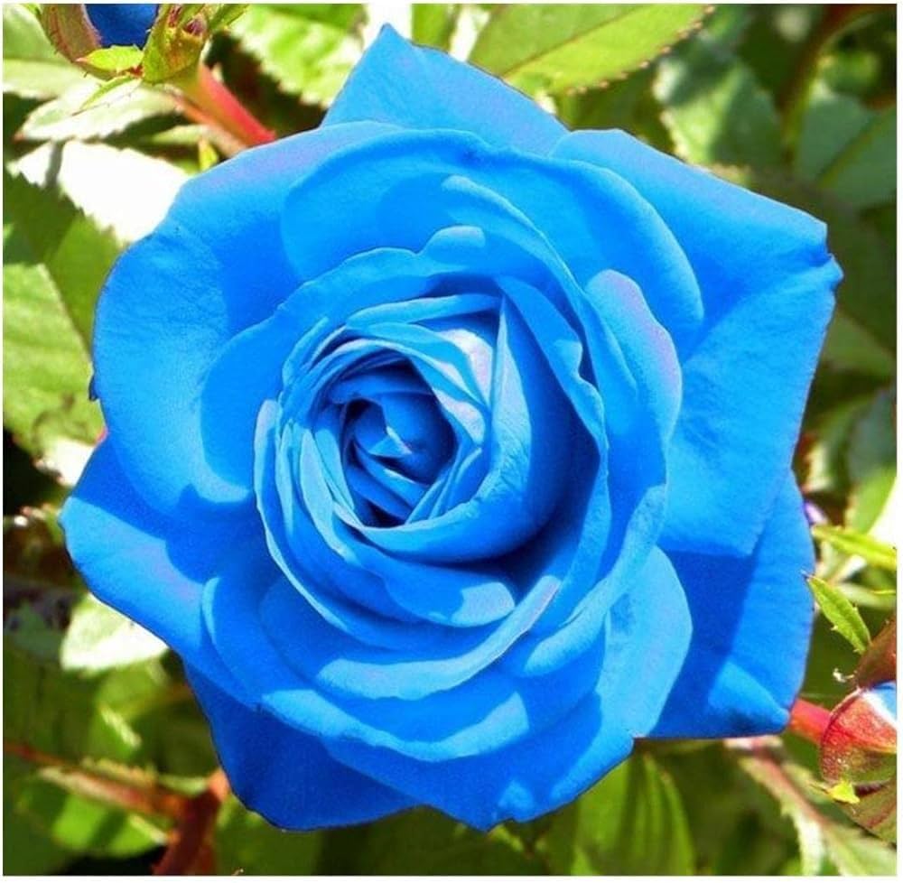 Blue Rose Flower Seeds  Cultivate Unique Blooms in Your Garden