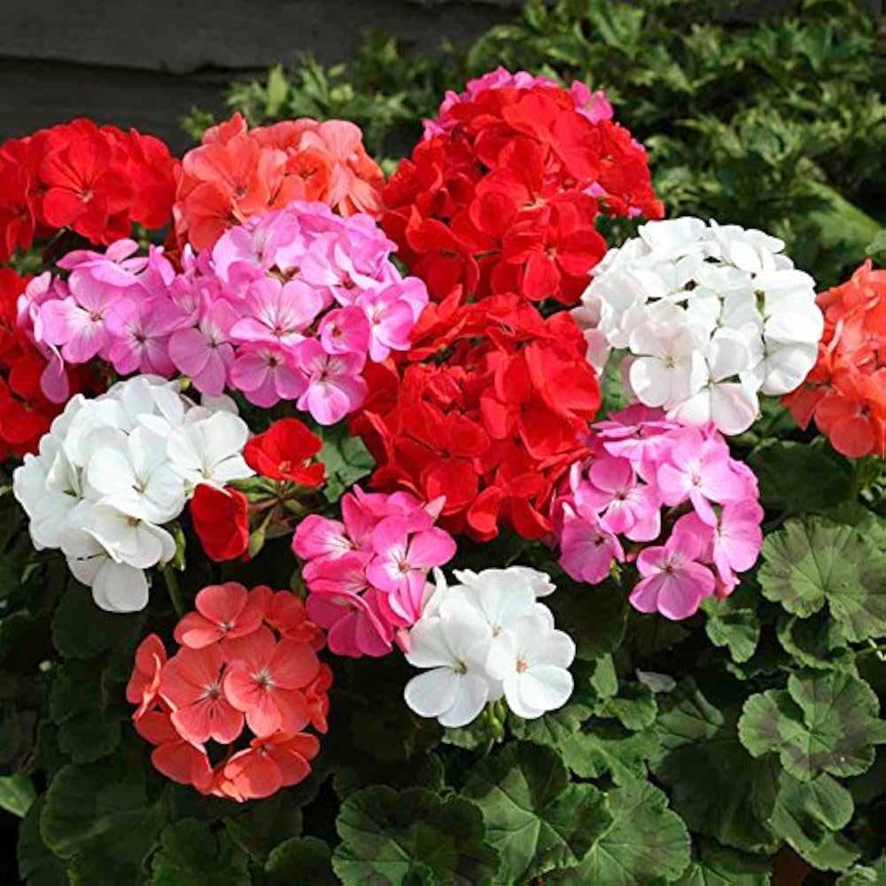 Geranium Flower seeds for Planting - Drought Tolerant, Heirloom & GMO Free Seeds for Home Garden