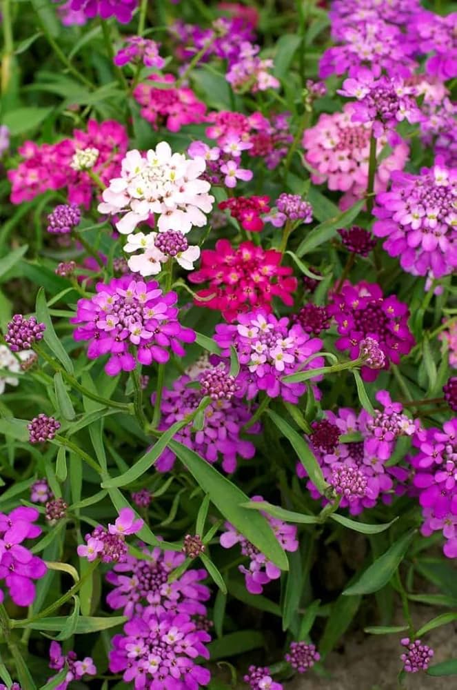 Candytuft Flower seeds for Planting - Wildflower Mix, Heirloom & GMO Free Seeds for Home Garden