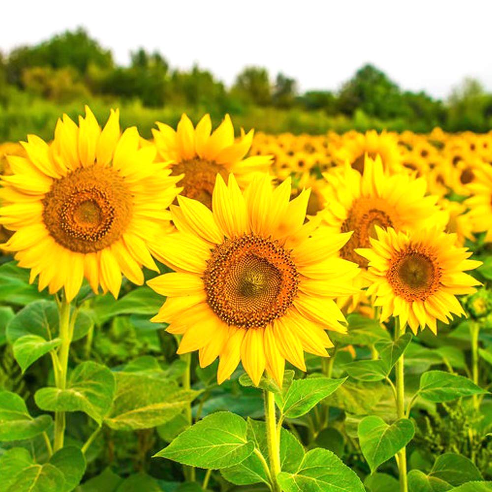 Sunflower Yellow Orange Flower seeds for Planting - Wildflower Mix, Heirloom & GMO Free Seeds for Home Garden