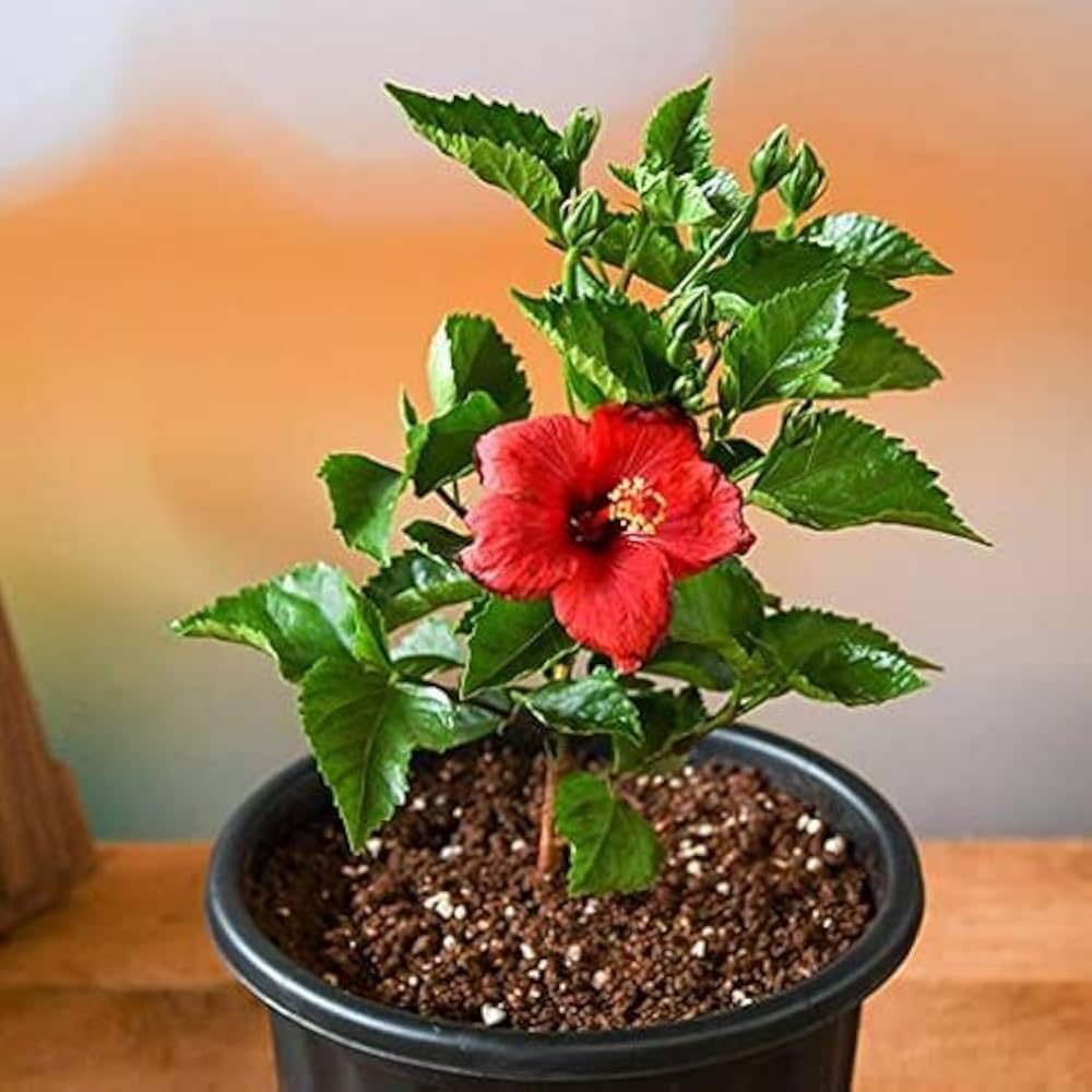 Hibiscus Rosa-sinensis Flower Seeds for Planting in Flower Bed and Tropical Garden