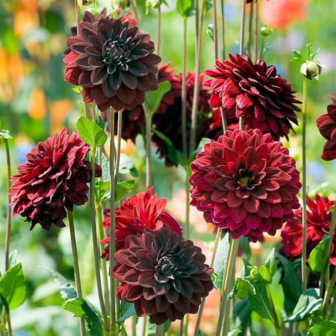 Mixed Dahlia Dahlia spp Flowers for Planting in Flower Bed