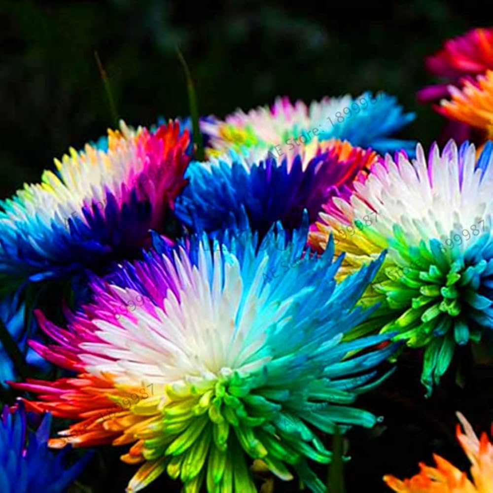 Chrysanthemum Flower Seeds for Gardening & Planting - Beautiful Blooms
