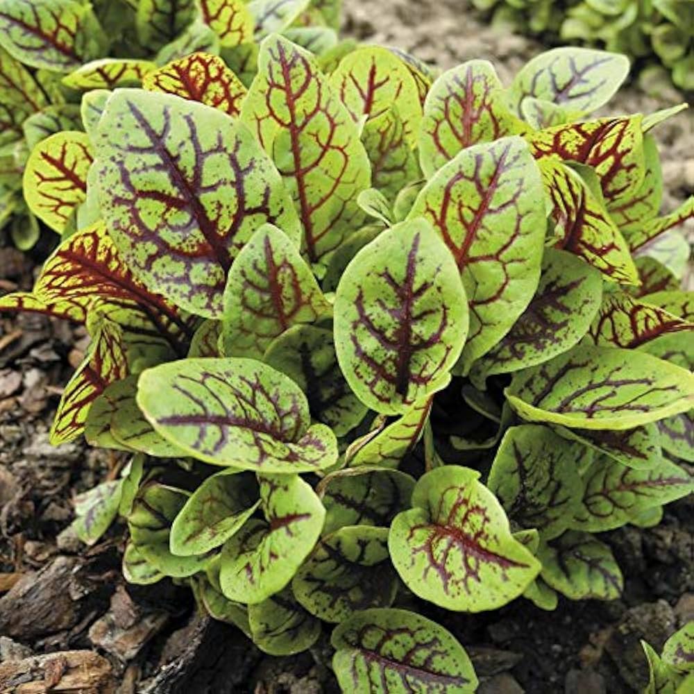 Herb Sorrel Seeds for Planting vegetable patch garden