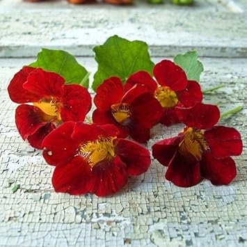 Red Violet Fuchsia Hybrida Seeds Shade Tolerant Heirloom & GMO Free Seeds for Home Garden
 
 Sale for planting in home garden