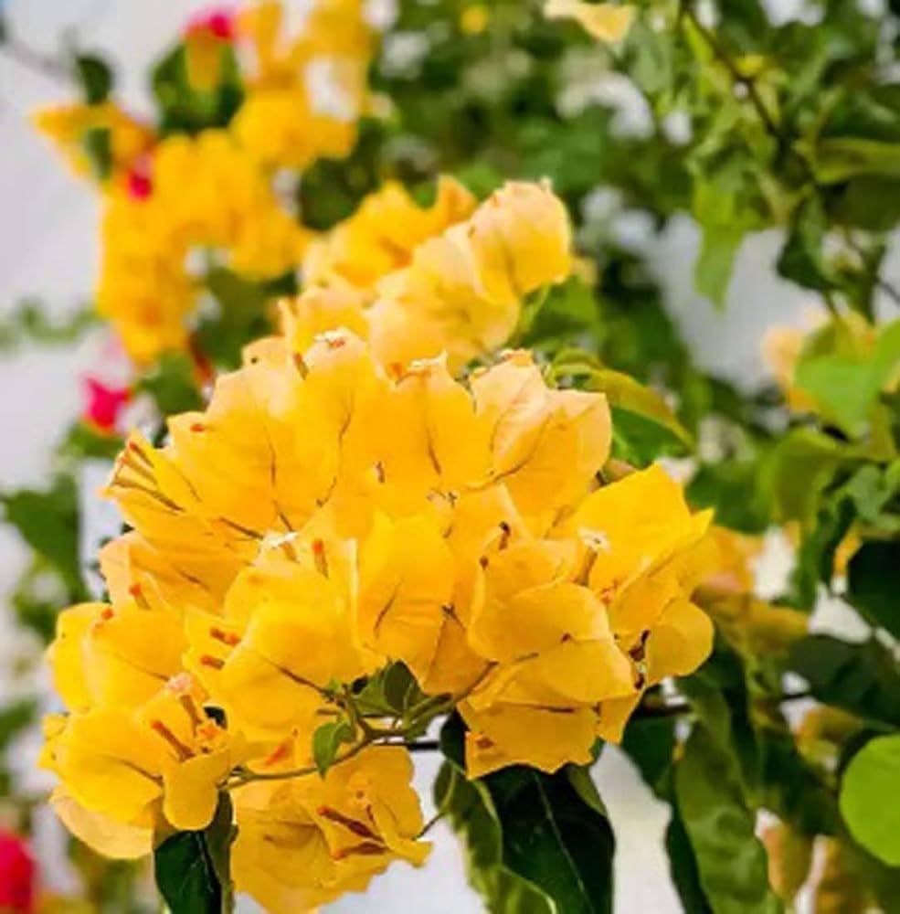 Bougainvillea Yellow Flower seeds for Planting - Cut Flower Favorite, Heirloom & GMO Free Seeds for Home Garden