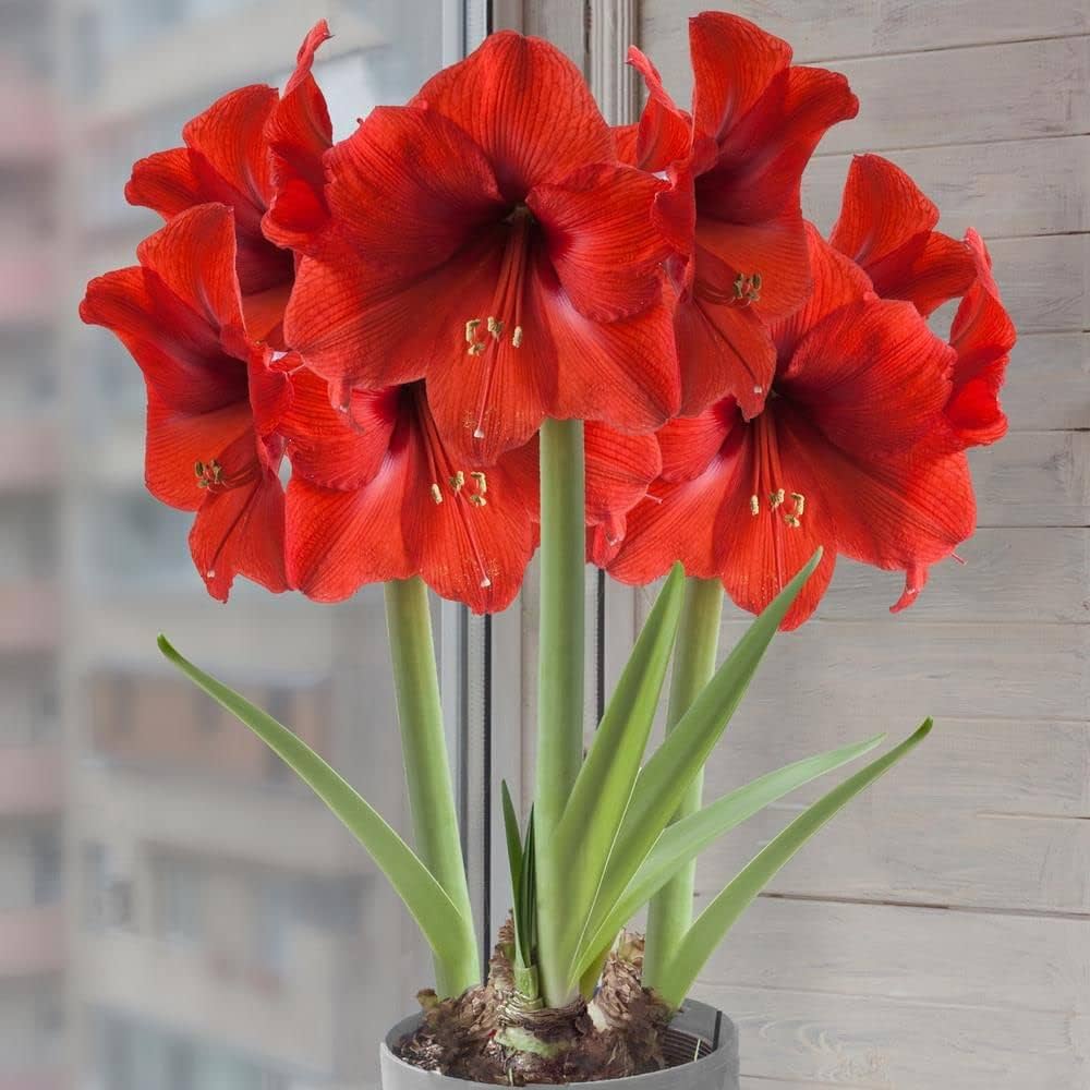Amaryllis Hippeastrum spp. Flower Seeds for Planting - Perfect for Home Garden & Flower Bed