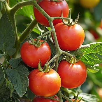 Pink and Yellow Tomato Seeds for Planting - Vegetable Seeds