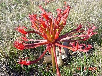 Peach Tulip Flower Seeds for Planting Easy to Grow Heirloom & GMO Free Seeds for Home Garden
 
 Sale for planting in home garden