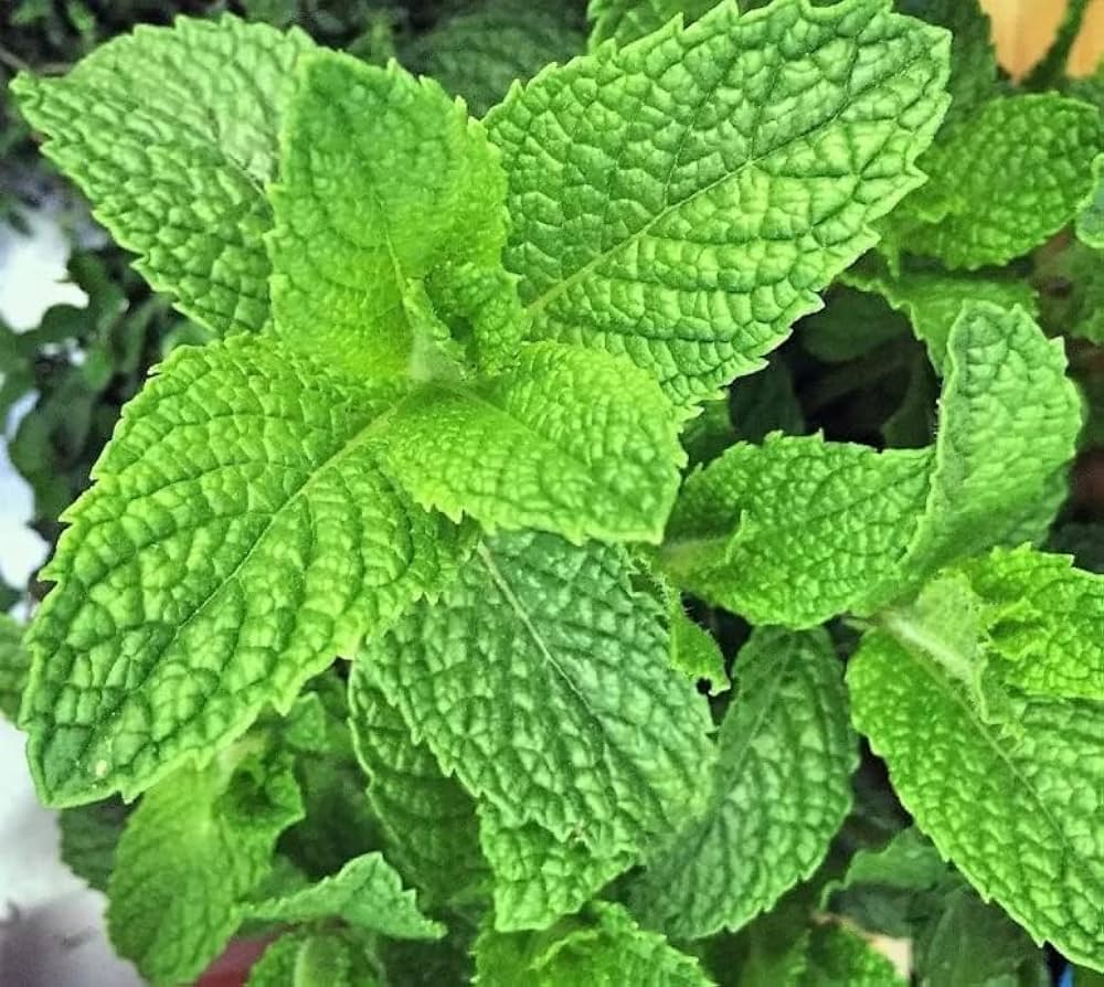 Mosquito-Repelling Flower & Herb Seeds for Planting in Garden & Vegetable Patch