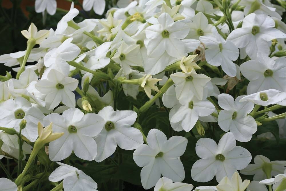 Nicotiana Saratoga White Flower Pelletized Seeds for Elegant Annual Gardens
