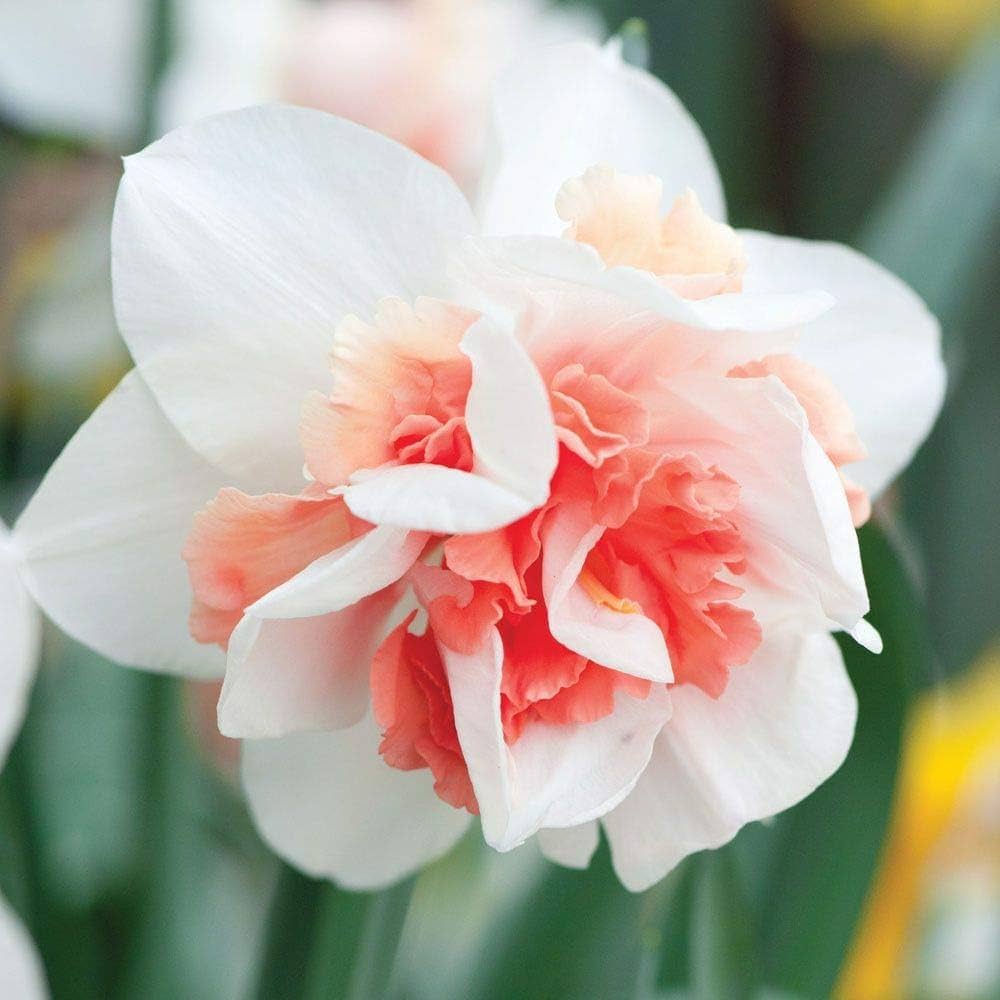 White Red Double Narcissus Flower Seeds for Planting Colorful Display Heirloom & GMO Free Seeds for Home Garden
 
 Sale