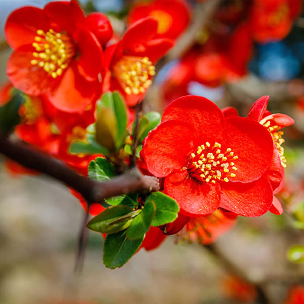 Japanese Quince Chaenomeles japonica Seeds for Planting - Great for Home Garden & Flower Bed