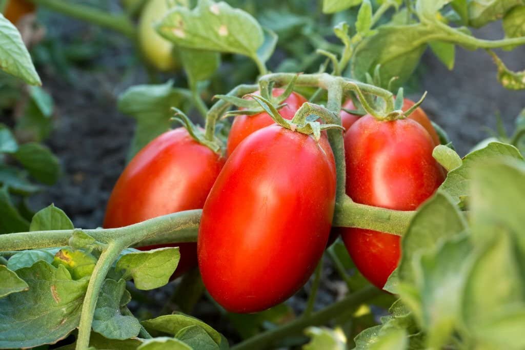 Long Cluster Tomato Seeds for Planting Solanum lycopersicum for vegetable patches and home gardens