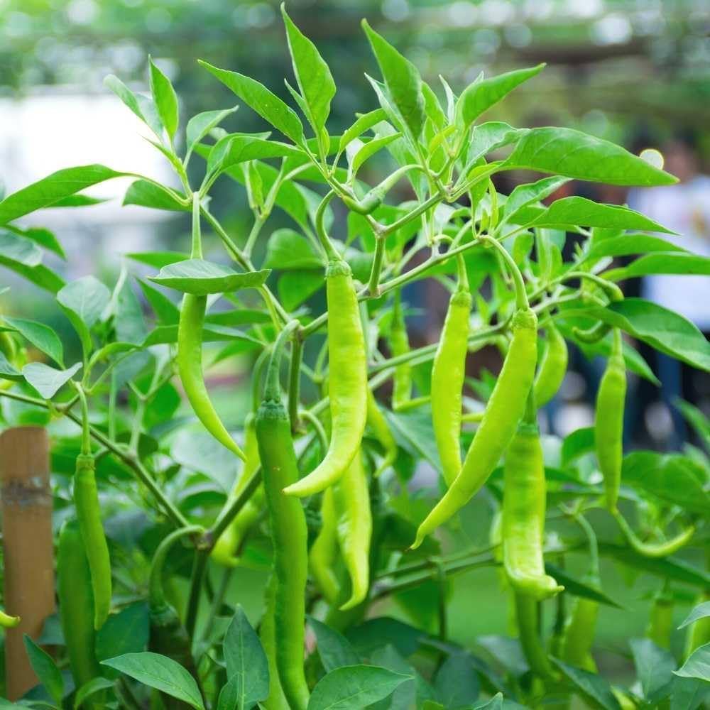 Light Green Pepper Seeds for Planting