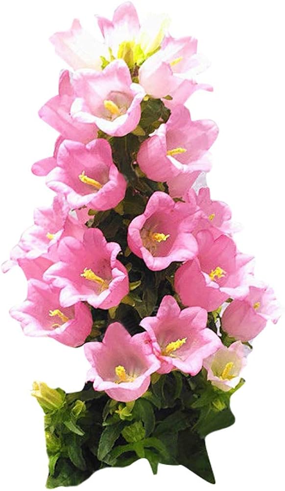 Campanula spp. Seeds for Planting - Ideal for Flower Bed & Cottage Garden