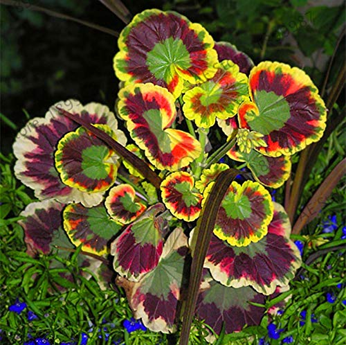 Green Geranium Flower seeds for Planting - Colorful Display, Heirloom & GMO Free Seeds for Home Garden