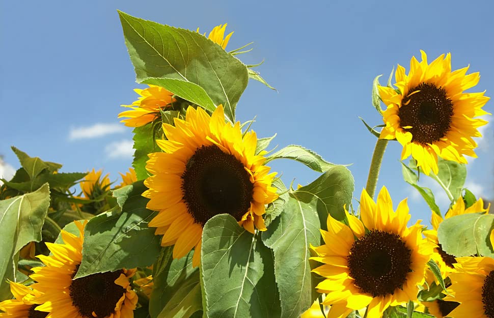 Mixed Sunflower Seeds Helianthus annuus for Planting in Flower Bed