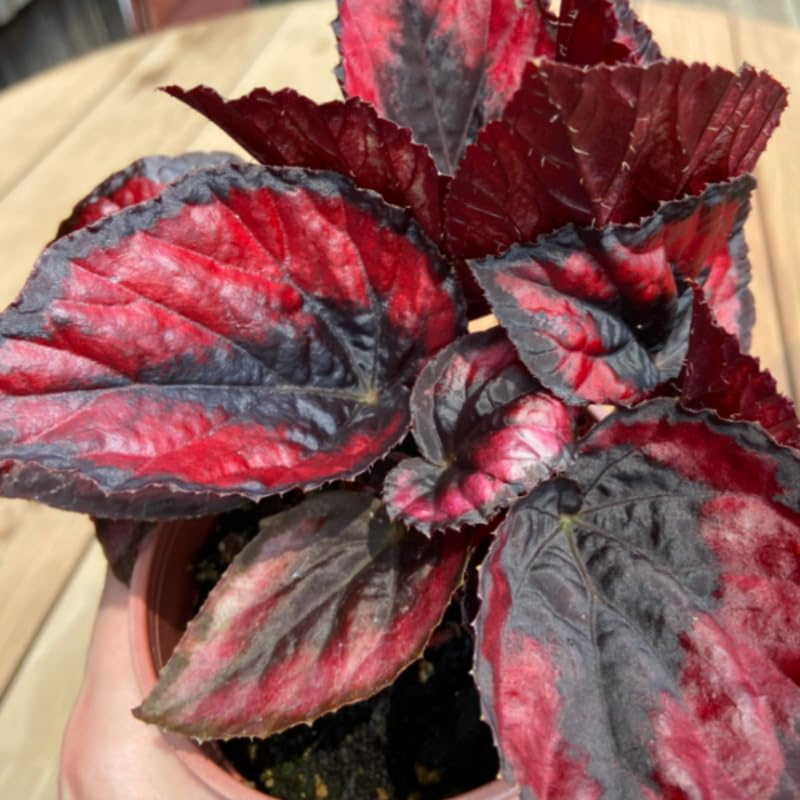 Fresh Coleus Flower seeds for Planting - Perfect for Borders, Heirloom & GMO Free Seeds for Home Garden