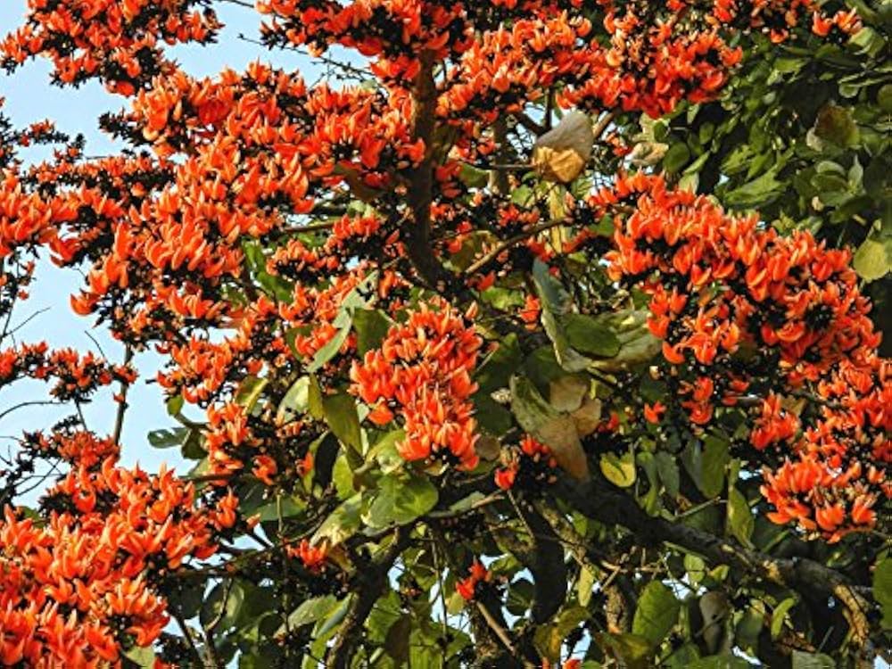 Monosperma Flower seeds for Planting - Vibrant Colors, Heirloom & GMO Free Seeds for Home Garden