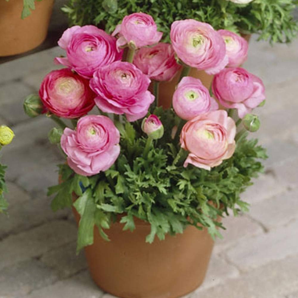Baby Pink Ranunculus Flower seeds for Planting Cottage Garden Essential Heirloom & GMO Free Seeds for Home Garden