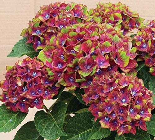 Green Red Hydrangea Flower seeds for Planting - Low Maintenance, Heirloom & GMO Free Seeds for Home Garden