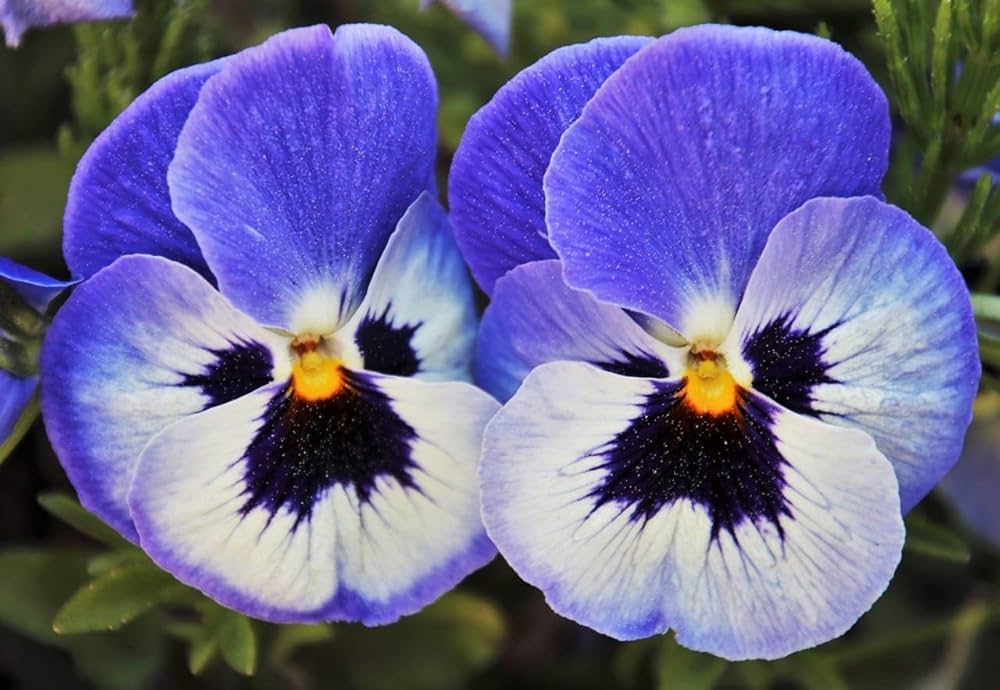 Pansy Blue Flower seeds for Planting - Wildflower Mix, Heirloom & GMO Free Seeds for Home Garden