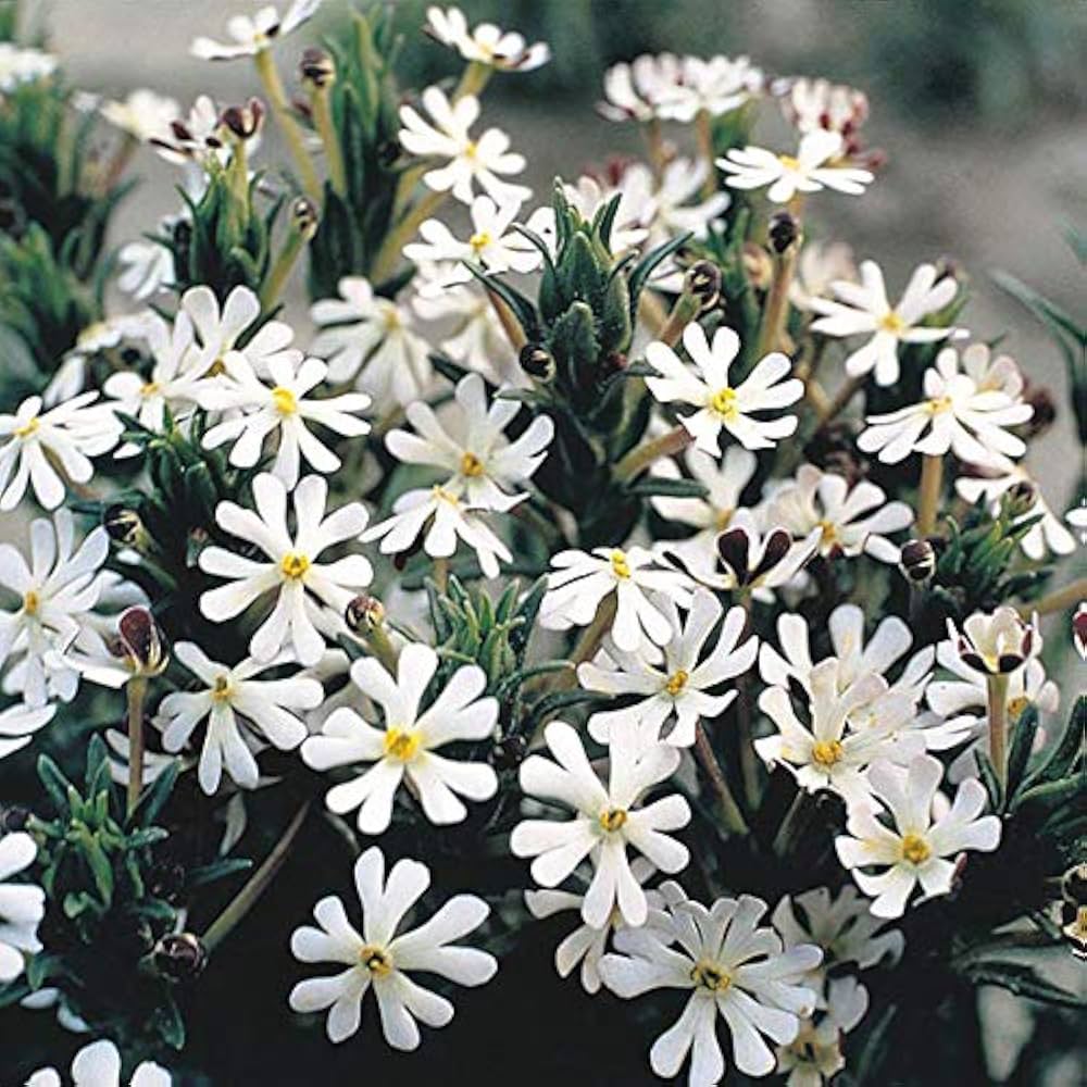 White Zaluzianskya Flower seeds for Planting - Perfect for Borders, Heirloom & GMO Free Seeds for Home Garden