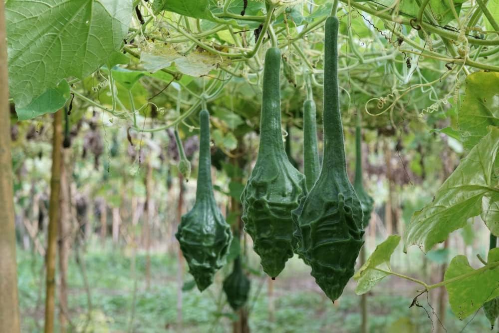 Maranka Dinosaur Gourd Seeds for Planting Cucurbita maxima for vegetable gardens and novelty patches