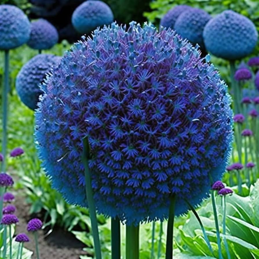 Riesenlauch (Allium giganteum) Seeds for Rare Flowers and Bonsai