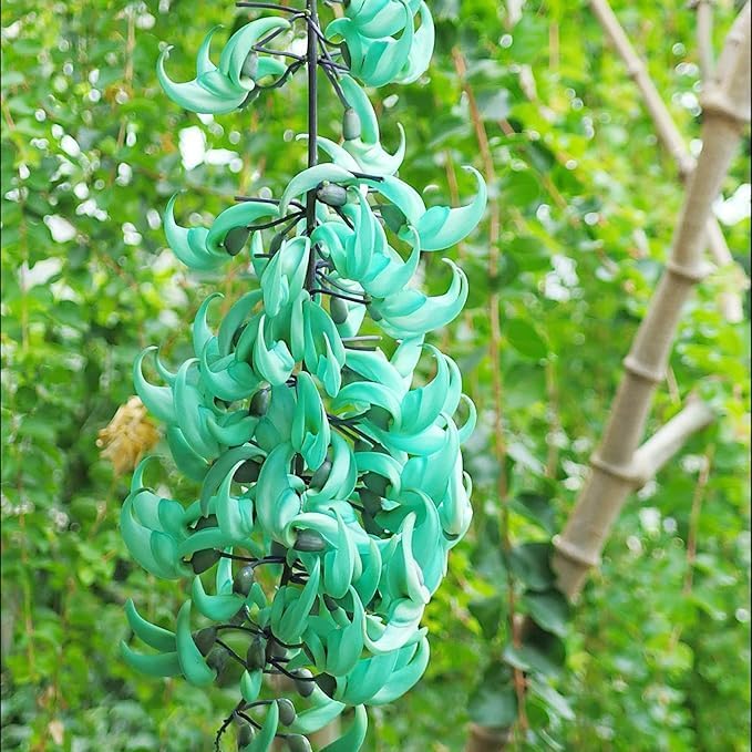 Macrobotrys Flower Macrobotrys spp. Seeds for Planting in Flower Bed & Garden