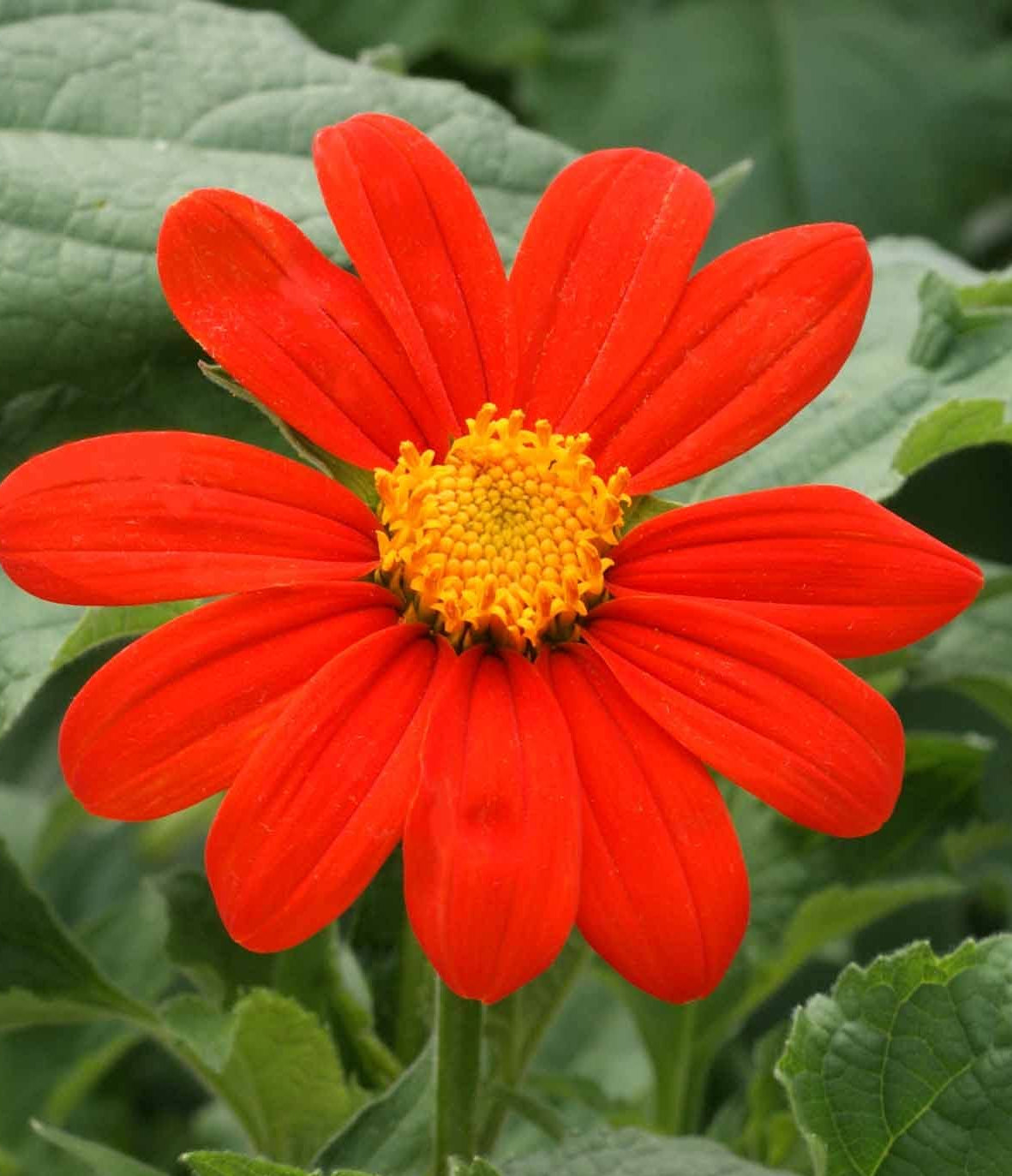 Orange Tithonia Flower seeds for Planting - Vibrant Colors, Heirloom & GMO Free Seeds for Home Garden