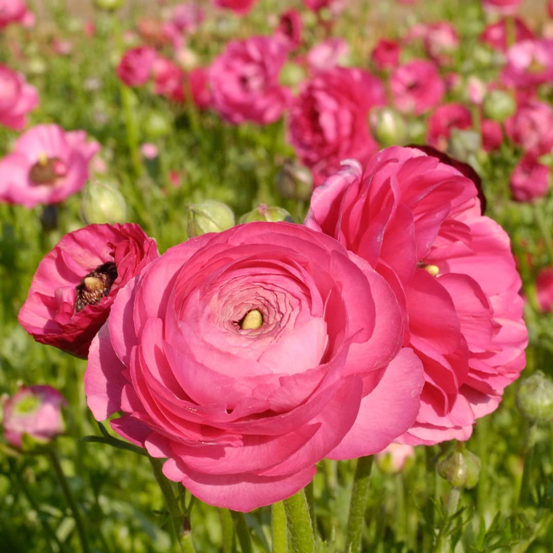 Ranunculus Asiaticus Seeds Ranunculus for Planting in Garden & Flower Bed