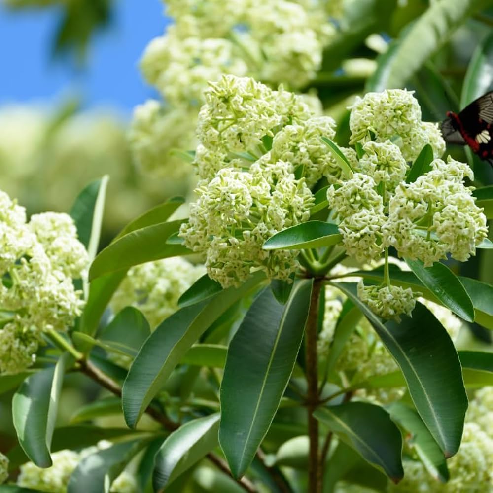 Ilex Paraguayensis Flower Seeds for Planting and Gardening