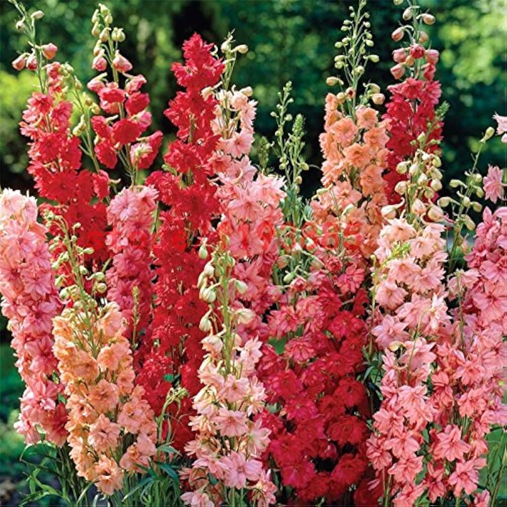 Peach Matthiola Incana Flower seeds for Planting - Low Maintenance, Heirloom & GMO Free Seeds for Home Garden