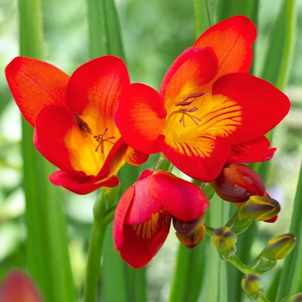 Freesia Flower seeds for Planting - Fragrant Blossoms, Heirloom & GMO Free Seeds for Home Garden