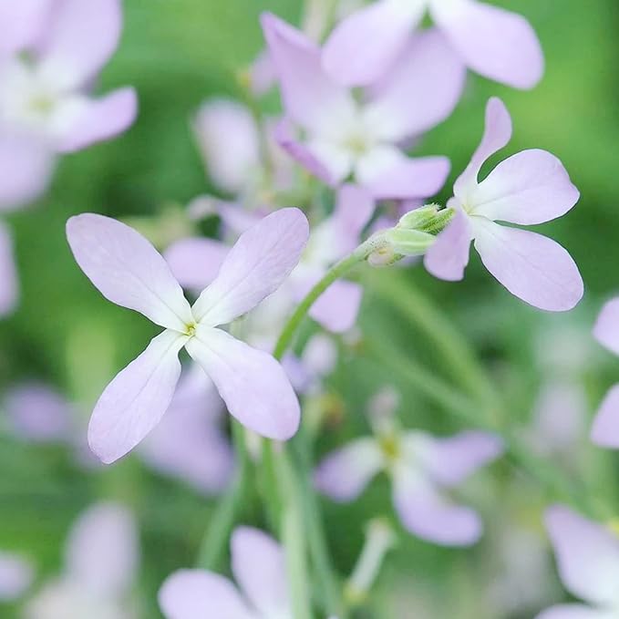 Mathiola Flower Seeds for Planting in Flower Bed & Garden