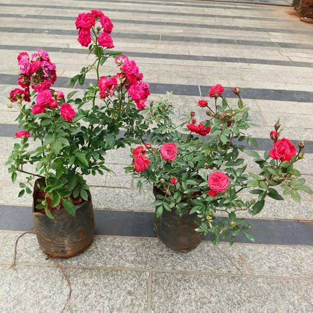 Miniature Rose Rosa spp. Seeds for Planting - Ideal for Flower Bed & Home Garden