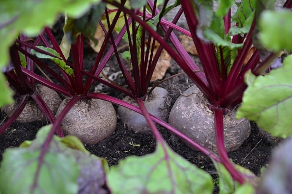 Cylinder Beetroot Seeds for Planting vegetable patch garden