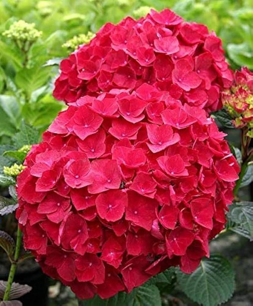 Red Baron Hydrangea Flower seeds for Planting - Premium Quality, Heirloom & GMO Free Seeds for Home Garden