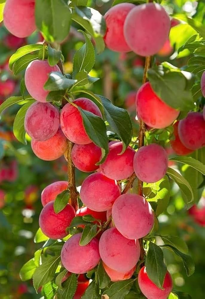 Red Aadoo Fruit Seeds for Planting | Grow Delicious Homegrown Fruits Fruit Seeds for Home Gardens, Containers & Outdoor Growing