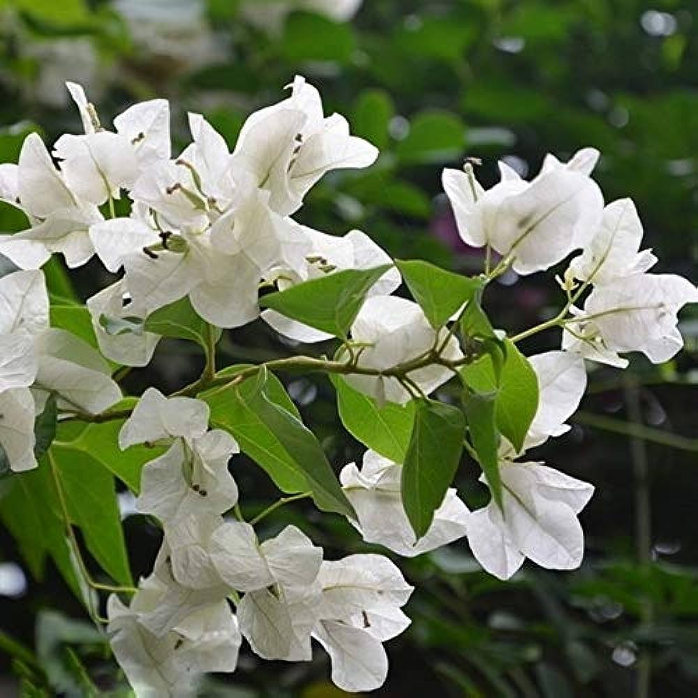White Bougainvillea Kousa Flower Seeds for Planting | Elegant Flowering Seeds for Beautiful Gardens