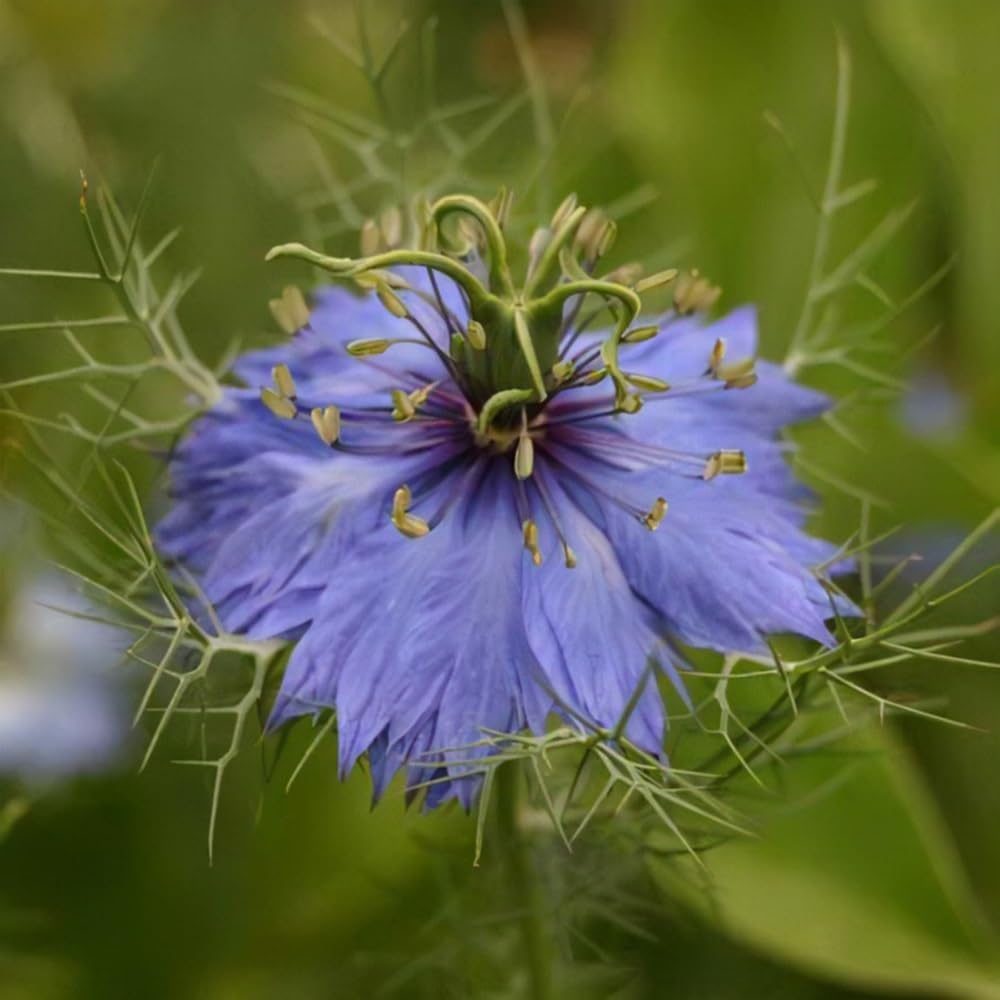 Delft Nigella Flower Seeds for Unique Blue Flowers