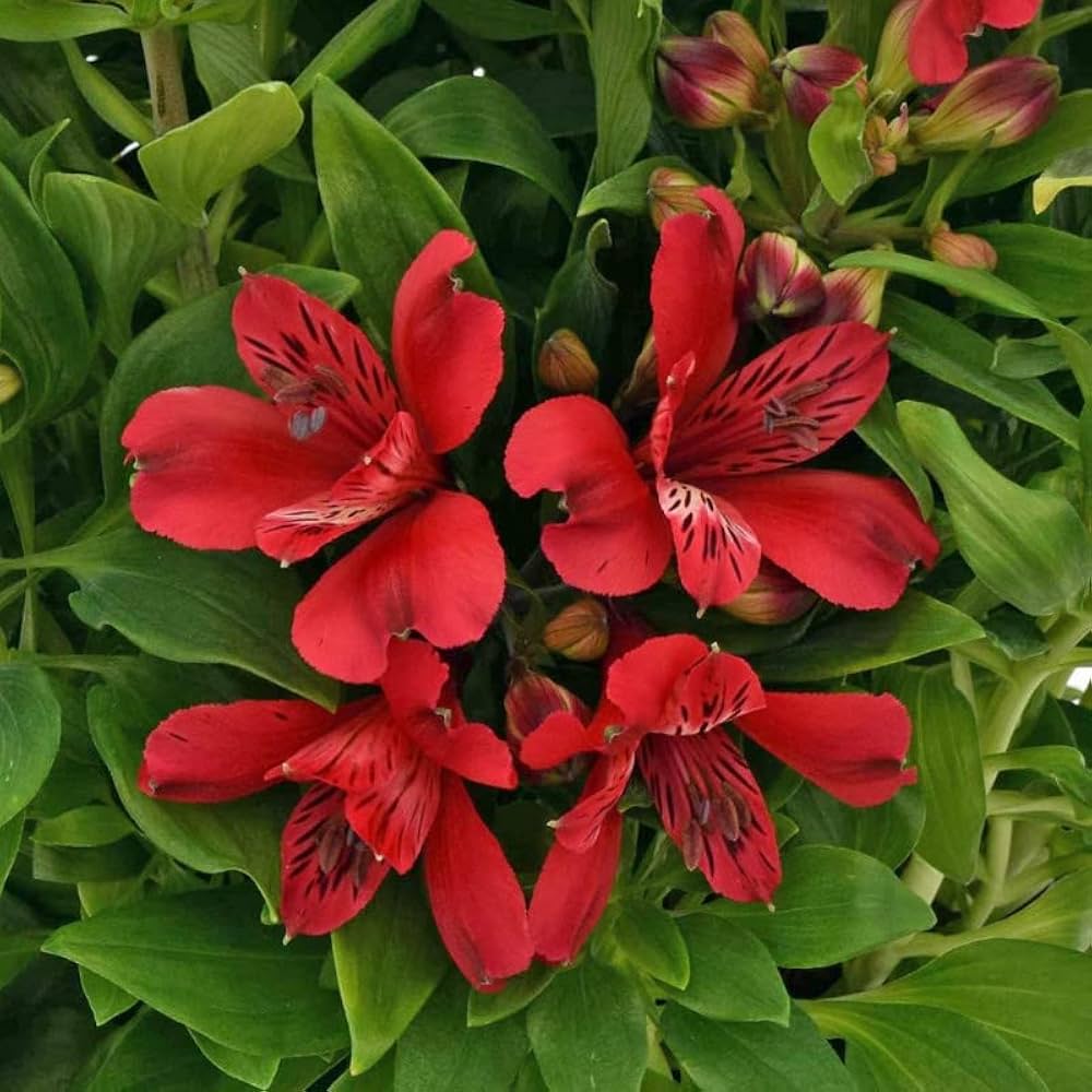 20 packs of Evergrowseeds Alstroemeria Peruvian Lily flower seeds for planting in flower gardens, showing colorful seed packets.